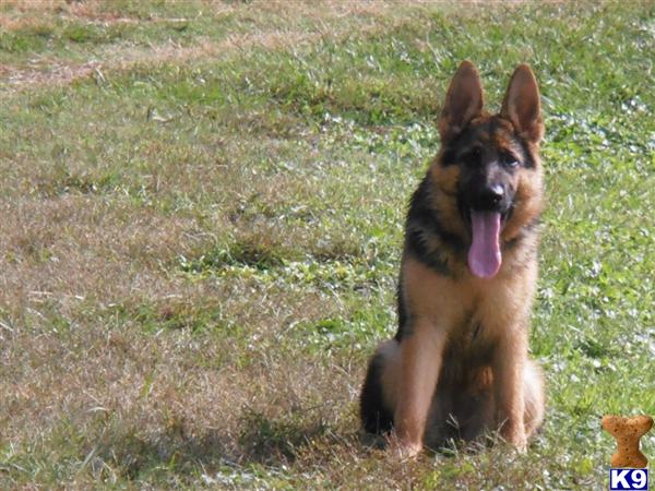 German Shepherd Puppies in FL